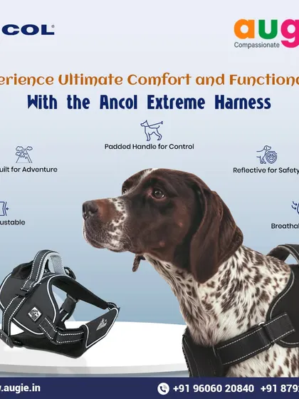 Experience ultimate comfort and functionality with the Ancol Extreme Harness. It's fully adjustable, breathable, has a padded handle for control, and is reflective for safety, making it perfect for any adventure.