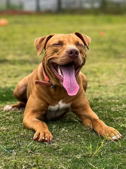 A very happy Tom, a Pitbull with a huge smile, taking a break after a good run. A tired dog is a happy dog, and we have plenty of space for them to get their energy out.