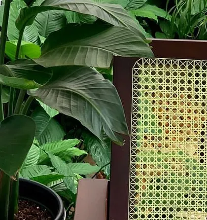 A large-leafed indoor plant next to a cane chair, creating a relaxed, natural corner.