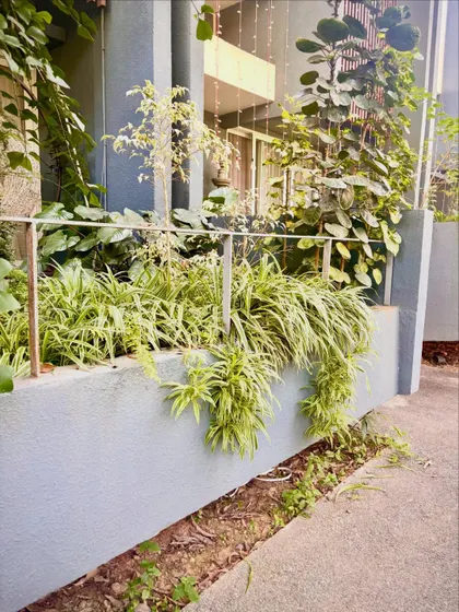 The spider plants in this garden have grown so well that they are cascading over the wall. This is a great example of how choosing the right plant for the right spot leads to a low maintenance, beautiful result.