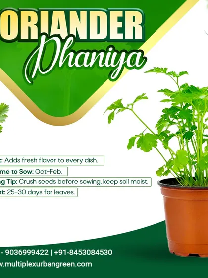 Fresh Dhaniya (Coriander) adds flavor to almost every Indian dish. It's easy to grow in a pot, and you can start harvesting fresh leaves in just 25-30 days for use in your kitchen.