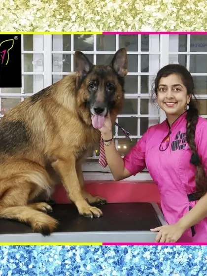 Bruno the German Shepherd after his spa session. Regular de-shedding is essential for this breed to manage their thick undercoat and keep them comfortable.