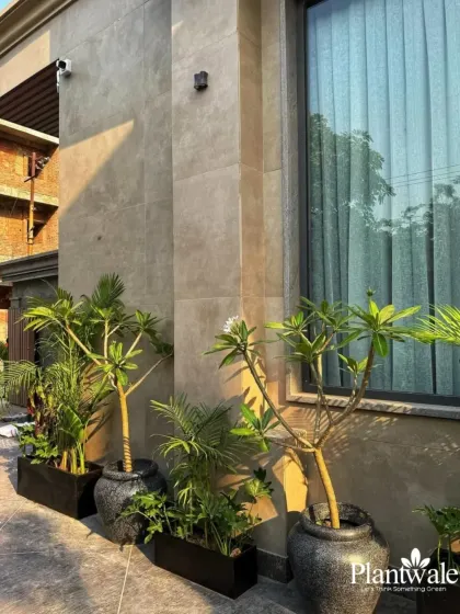 We design lush walkways and driveways that make an entrance feel special. Here, we've used a mix of potted Plumeria trees and other tropical plants to create a beautiful and welcoming path.
