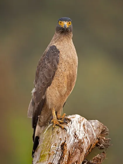 A Crested Serpent Eagle stares directly into the lens. Its piercing yellow eyes and confident posture make for a compelling and powerful bird of prey portrait.