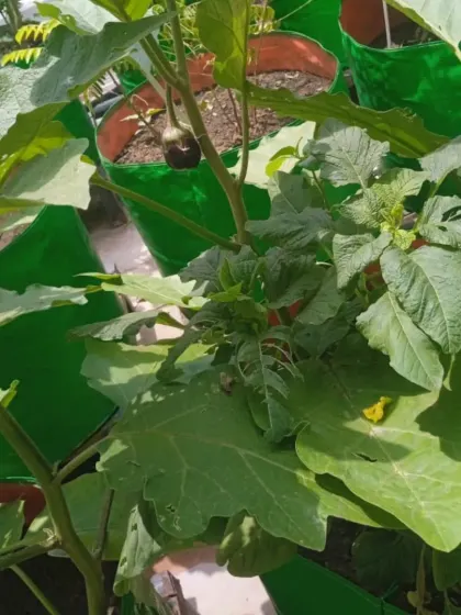 A close-up of a young brinjal (eggplant) starting to form. It's incredibly rewarding to watch your own vegetables grow from flower to fruit.