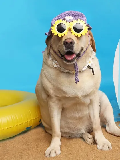 This Labrador is the definition of summer cool with her sunflower sunglasses and hat. My studio beach sessions are all about playful props and happy pets.