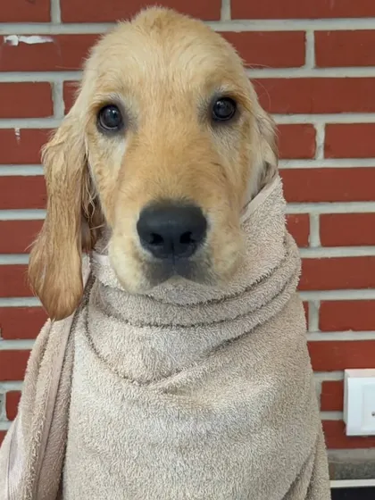 Look at that innocent face. This is the same Golden Retriever puppy, snug in his towel after his bath. I always take a moment to let them relax before moving to the next step of the grooming process.