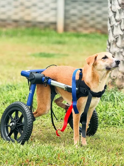 This beautiful dog with a wheelchair takes a moment to look up at the sky, enjoying the fresh air and open space.