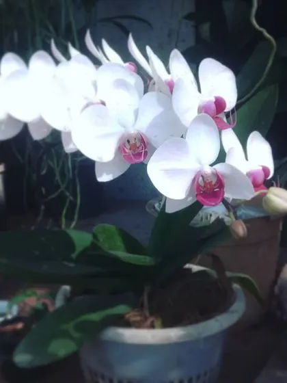 This lovely Phalaenopsis orchid is shining. They make wonderful gifts that can last for months with the right care.