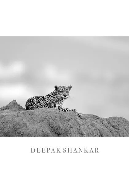 This fine art print of Faulu is a celebration of grace and form. The black and white style gives it a classic, sophisticated feel.