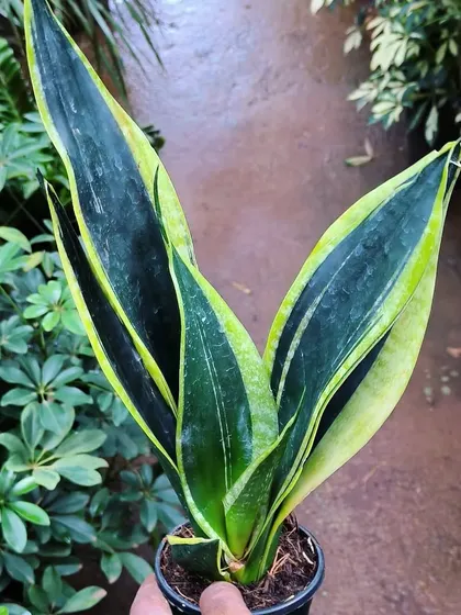 The Sansevieria 'Black Gold' has very dark green centers and wide, golden-yellow edges, making it a very striking variety.