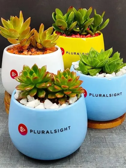 Another angle of the Pluralsight corporate gift collection, showing the variety of succulents and pot colors we can provide, including white, yellow, and blue.