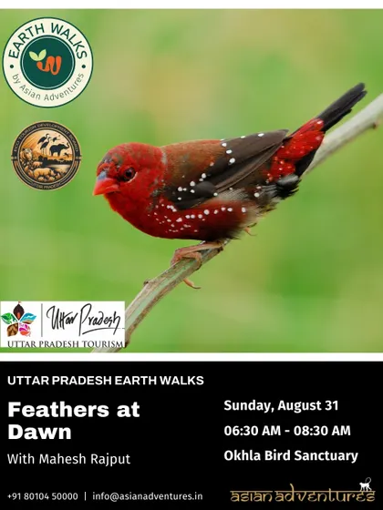 The Red Avadavat, or Strawberry Finch, a tiny, brilliantly colored bird found in the grasslands of Okhla Bird Sanctuary. Our "Feathers at Dawn" walk is designed to find these spectacular birds during their morning activity.