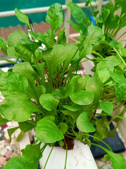 A healthy bunch of spinach growing in a hydroponic planter, showcasing the clean and efficient nature of soilless farming.