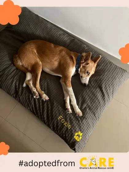Comfort is key. Foxie enjoying her soft, personalized bed is a sight that warms our hearts. When you adopt, you don't just save a life, you give an animal a lifetime of warmth, safety, and happiness.
