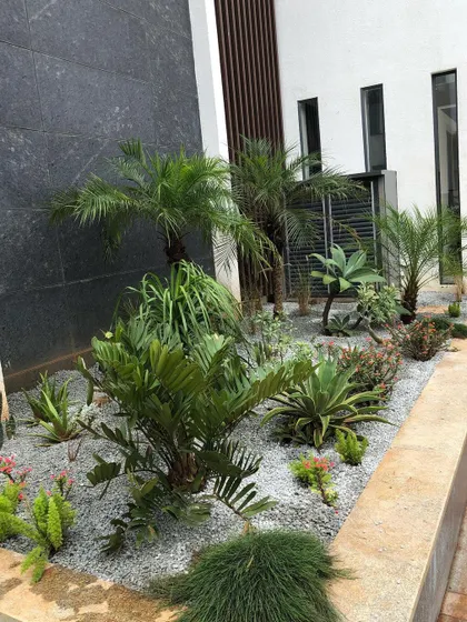 The completed dry rock garden, shortly after planting. The stone mulch is in place, and the plants are ready to begin establishing their root systems.