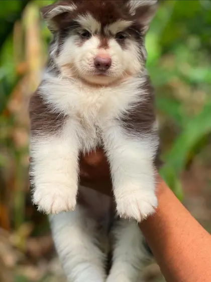 This brown and white Husky puppy has a lovely, expressive face. The rich chocolate-brown markings are perfectly symmetrical.
