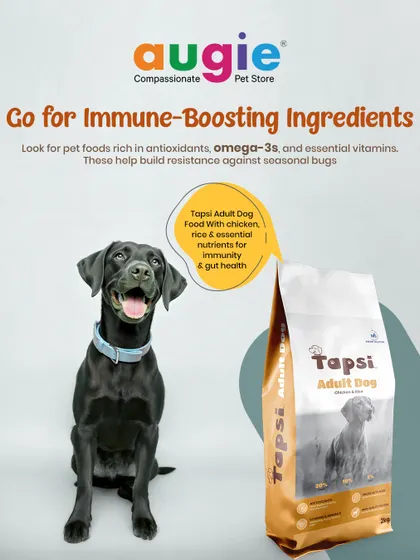 During monsoon season, it's important to focus on immune-boosting ingredients. I recommend foods like Tapsi Adult Dog Food, which is rich in antioxidants, omega-3s, and essential vitamins to build resistance against seasonal bugs.