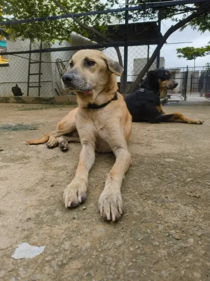 A group of senior dogs relaxing on a platform. We provide elevated resting spots throughout the sanctuary so our older residents can rest their joints comfortably.