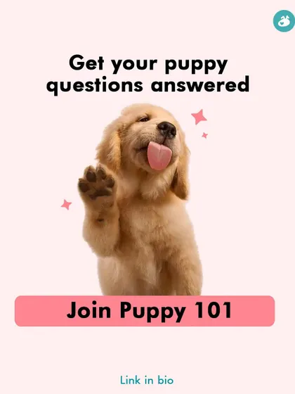 Have a million puppy questions? You're not alone. My classes and programs are designed to give you expert answers and a clear plan for raising your new best friend.