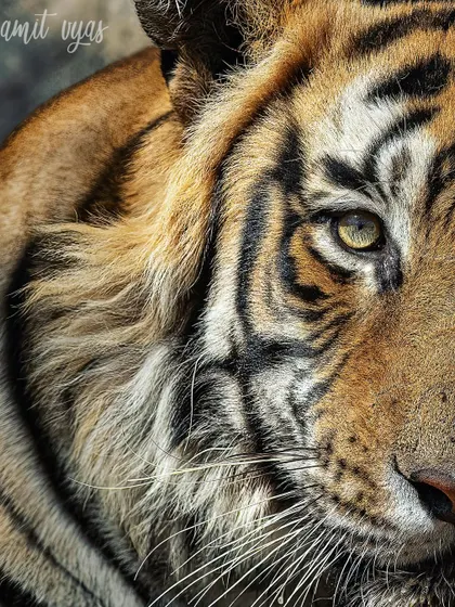 An extreme close-up showing the incredible detail of a tiger's eye and fur. Learning to use long lenses effectively allows for these intimate portraits without disturbing the animal.