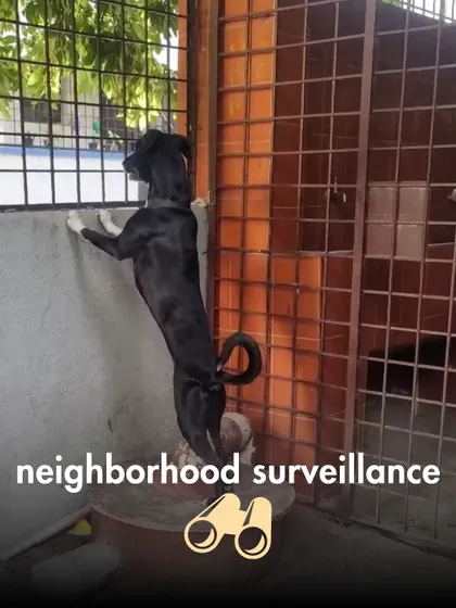 The Neighborhood Surveillance officer, keeping a close watch on every passerby, squirrel, and leaf that dares to move outside.