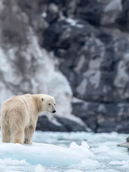 A polar bear on a floating iceberg seems to watch a fulmar fly past. These are the small, interactive moments that add depth to a wildlife photograph, showing the subject's awareness of its surroundings.