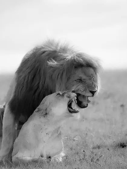 Passion. A raw and powerful look at the circle of life and the primal instincts that drive the lion kingdom. This is nature in its most honest form.
