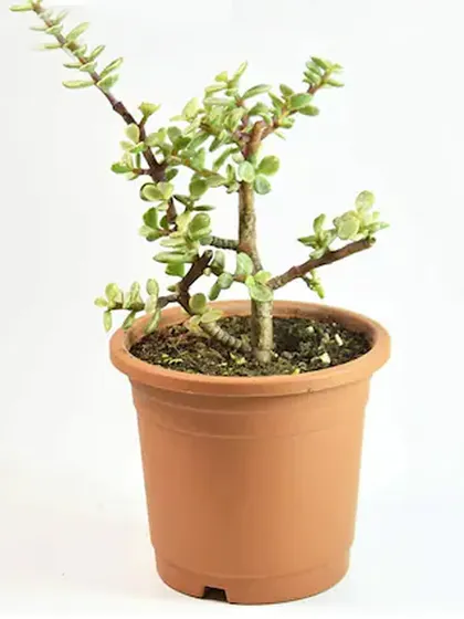 This is the Portulacaria Afra, also known as Miniature Jade or Elephant Bush. It's a lovely, easy-care succulent that is often associated with good luck.