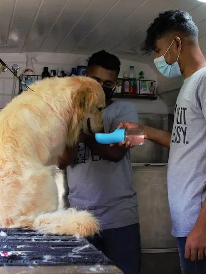 A quick water break for Mufasa during his grooming session. We always make sure pets stay hydrated and comfortable.