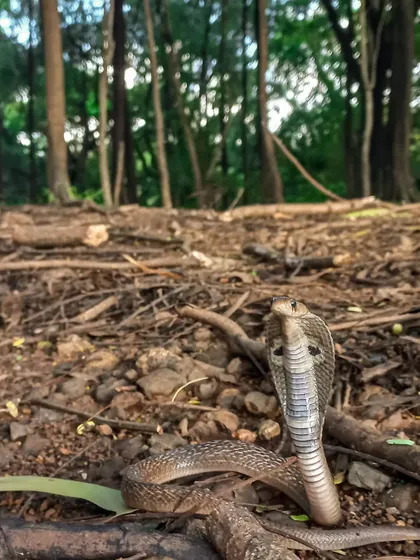 A wide-angle habitat shot of an Indian Cobra, taken on a phone. You don't always need expensive gear to capture the beauty of wildlife and tell a powerful story.