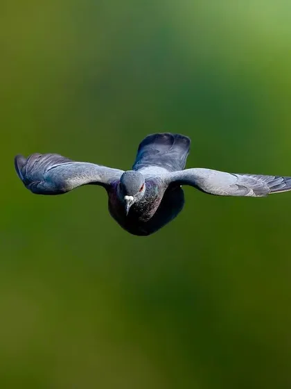 My experience as a wildlife photographer allows me to capture animals in motion. This shot of a pigeon in full flight, frozen with perfect clarity against a soft green background, demonstrates the technical skill I bring to capturing the dynamic energy of your pet.