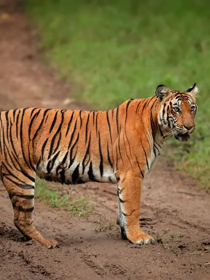 One of those roadblocks you love to encounter in the jungle. A tigress stands confidently on a dirt track in Kabini, momentarily claiming the path as her own.