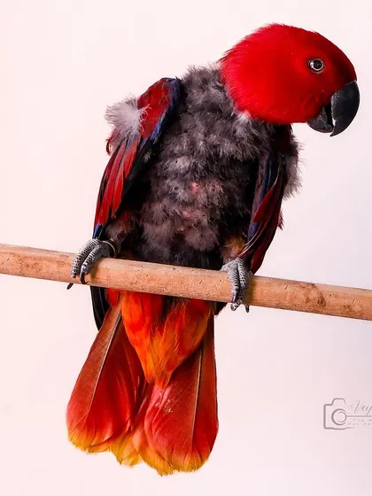Meet Lucifer, a beautiful Vosmaeri Eclectus parrot. Her story is a powerful reminder of the importance of ethical breeding and rescue.