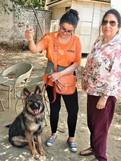 Baby Zara is going home! Her owners were already doing a great job, so our work was to fine-tune her skills, focusing on excessive jumping and leash walking.