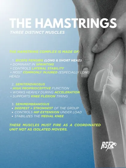 I break down the hamstring complex into its three distinct muscles: the biceps femoris, semitendinosus, and semimembranosus. Each has a specific job, and they must fire as a coordinated unit.