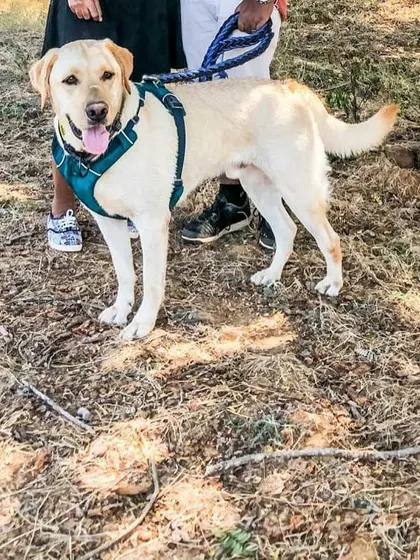 Comet, looking happy and healthy. We're so proud to have been his second home.