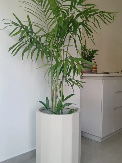 This Bamboo Palm in a modern, geometric white planter adds a touch of contemporary style. It’s a versatile plant that works well with various interior designs.