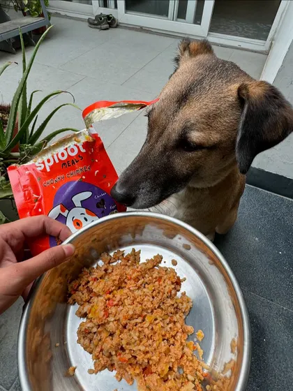 This is the look of pure anticipation. Sriracha patiently waiting for her bowl of our Chonky Chimken meal. It's a look we know and love.