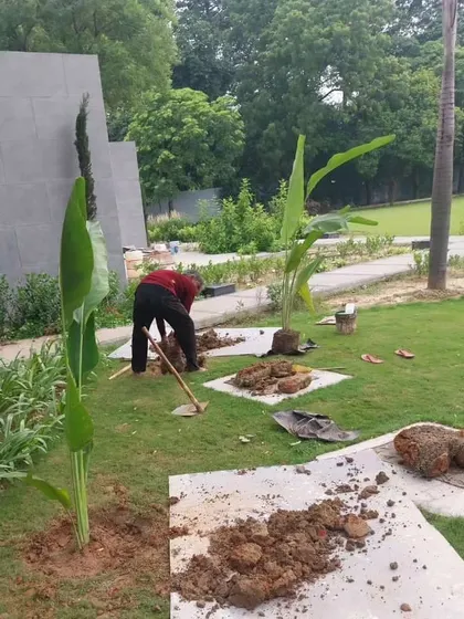 The initial stages of planting at a large farmhouse project. My team is seen digging and preparing the soil to ensure the new plants have a healthy start.