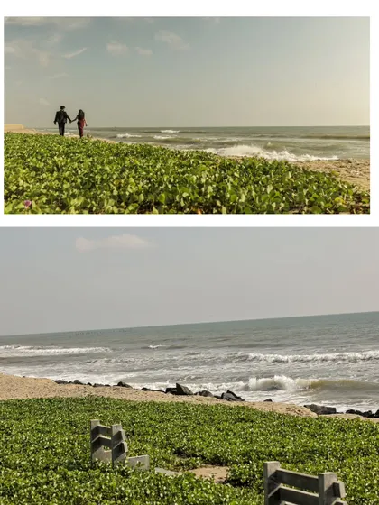 A collage capturing the serene beauty of a beach pre-wedding shoot, with a wide shot of the couple walking along the green-covered shoreline.