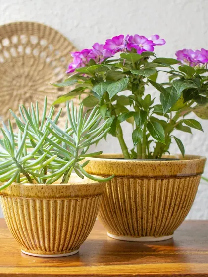 My Soleil planters are available in two sizes, perfect for pairing together. Their sunny ochre glaze and ribbed texture bring warmth and cheer, even on a grey day.