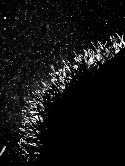 Another abstract take on a hedgehog, with its spiky silhouette highlighted against the dark, with dust particles creating a starry effect.