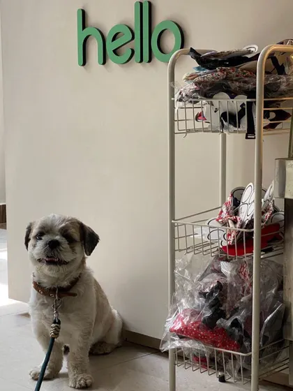 This little Shih Tzu is waiting patiently by our retail section. Perhaps picking out a new toy to go with the new haircut.