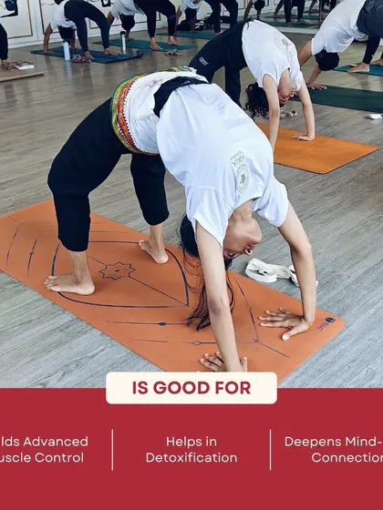 Advanced backbends like Urdhva Dhanurasana (Wheel Pose) are a key part of our TTC. This infographic explains how they build muscle control and aid in detoxification.