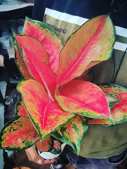 Size matters. This is a large, full Aglaonema with stunning pink and red leaves. A great way to add color to a low-light indoor space.