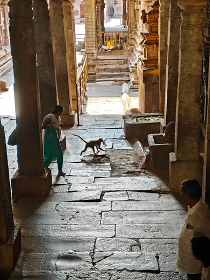 A monkey scurrying through the ancient stone corridors of the Hampi temple, a living link to the myths of Kishkinda.