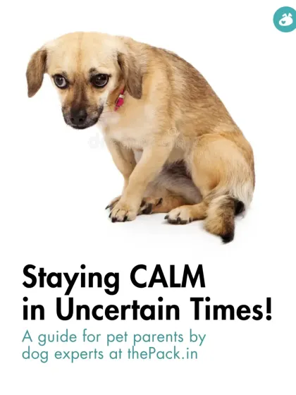 We created this guide on staying calm in uncertain times to help pet parents manage their own anxiety and support their dogs through stressful periods.