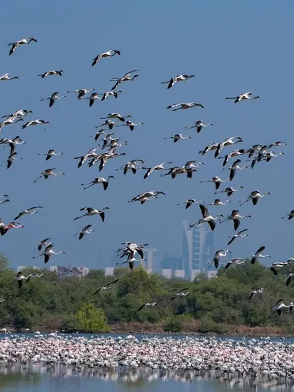 A dense group of flamingos taking flight, showing the power and coordination of the flock.