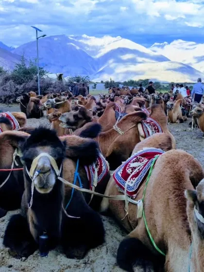 The famous double-humped camels of Nubra Valley resting in the sand, with the majestic snow-covered mountains in the background.